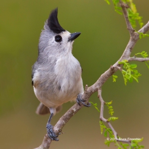 Black-crested Titmouse On A Mesquite Branch