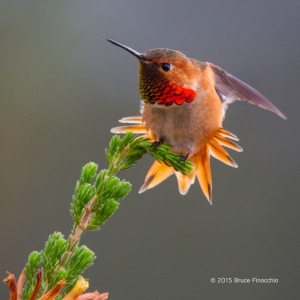 Male Allen's Hummingbird Does Tail and Wing Stretch On Cape Heath