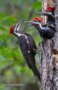 Pileated Woodpeckers Chicks Beg Mother For More Food